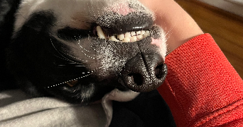 mallaury pet sitter à MESSY 77410_4