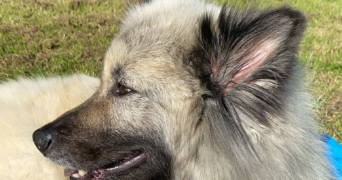sophia pet sitter à ST SEBASTIEN SUR LOIRE 44230_3