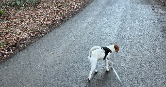 faustine pet sitter à Belfort 90000_7