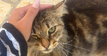 anaïs cat sitter à MARSEILLE 09 13009_1