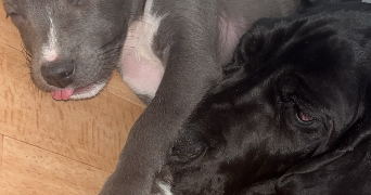 julien pet sitter à ASPIN EN LAVEDAN 65100_3