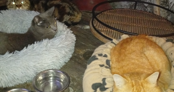 valérie pet sitter à LIAS 32600_8