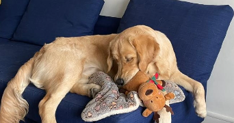 abhijeeta dog sitter à MAREIL MARLY 78750_5