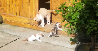barbara pet sitter à Limoges 87000_2