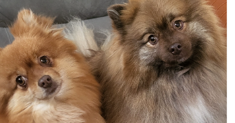 anaïs pet sitter à TOURS 37000_2