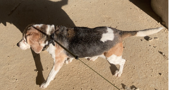 arthur pet sitter à MONTPELLIER 34090_6