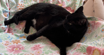 jean pet sitter à ORLEANS 45000_3