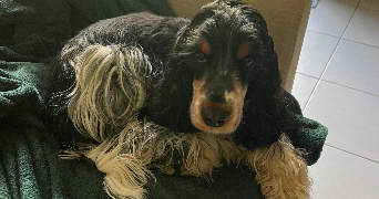 cyril pet sitter à ST HERBLAIN 44800_8