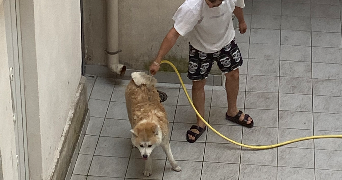 elie pet sitter à PARIS 11 75011_1