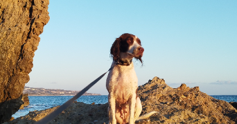 andréa pet sitter à AURIOL 13390_1