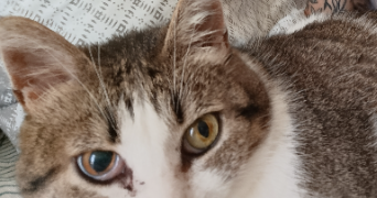 iris pet sitter à AIX EN PROVENCE 13090_1