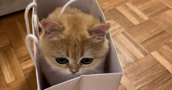 lilou pet sitter à MULHOUSE 68100_3