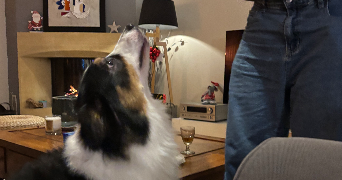 tom pet sitter à PARIS 16 75016_3