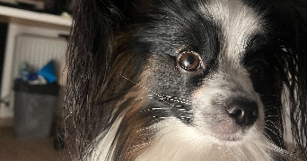 clemence pet sitter à PARIS 14 75014_1