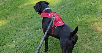 eléna dog sitter à LE HAVRE 76600_5