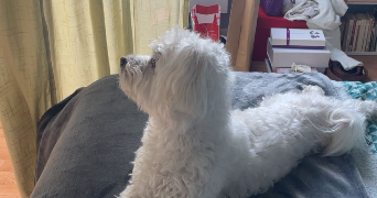 marie pet sitter à VITRY SUR SEINE 94400_1