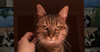 marin-e pet sitter à Sérignan du comtat 84830_6