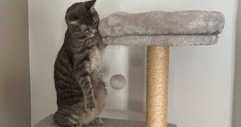 léa pet sitter à BELLEGARDE 30127_0