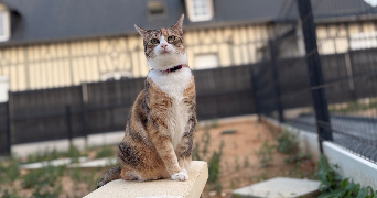pauline pet sitter à HAUTOT LE VATOIS 76190_3