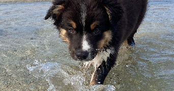 lysa pet sitter à BREST 29200_3