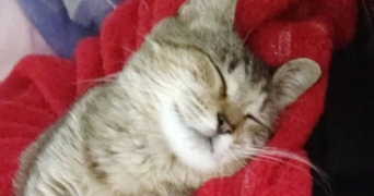 margaux pet sitter à LYON 01 69001_2