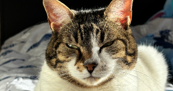 ilona pet sitter à ST ETIENNE DE TULMONT 82410_3