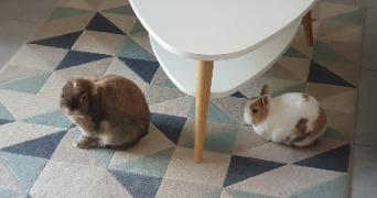 victor pet sitter à COURBEVOIE 92400_4