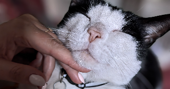 lisa pet sitter à Camblanes et Meynac 33360_8