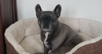 brigitte pet sitter à MONTAUBAN 82000_0