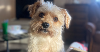 emilie pet sitter à BILLERE 64140_0