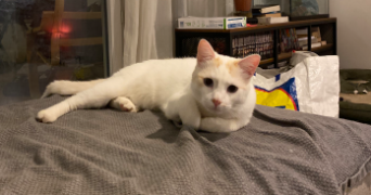 léa pet sitter à Colomiers 31700_10