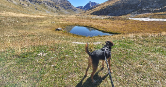 eloïse pet sitter à PERS JUSSY 74930_0