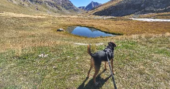 eloïse pet sitter à PERS JUSSY 74930