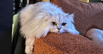 mélanie pet sitter à VILLEREAU 45170_1