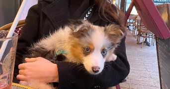 alicia pet sitter à LIMOGES 87000_1