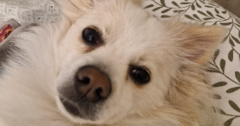 delphine pet sitter à LA CIOTAT 13600_1