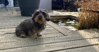 margaux pet sitter à CALUIRE ET CUIRE 69300_1