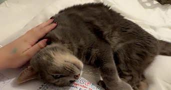 sofia pet sitter à NOYAL CHATILLON SUR SEICHE 35230_1