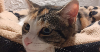 naïs  pet sitter à SIGNES 83870_0