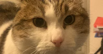 severine pet sitter à ST RAPHAEL 83700