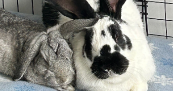 inès pet sitter à LYON 05 69005_7