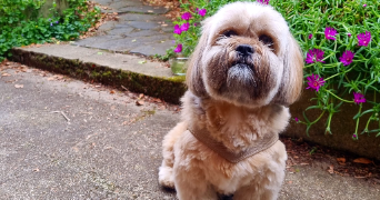 cyrielle pet sitter à SURESNES 92150_20