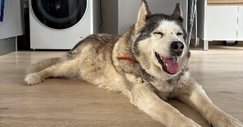 sophie pet sitter à AMIENS 80000_6