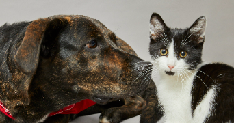 sahrah pet sitter à MONTFERMEIL 93370_2