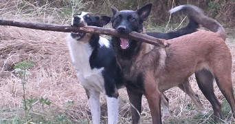 valentin pet sitter à QUIMPER 29000_2