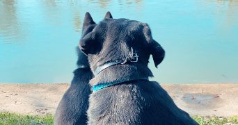 célia pet sitter à CHAUMONT SUR THARONNE 41600_7