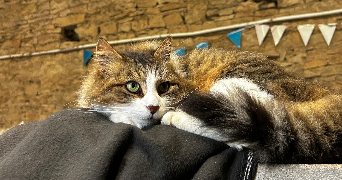 salomé pet sitter à SEVRIER 74320_8
