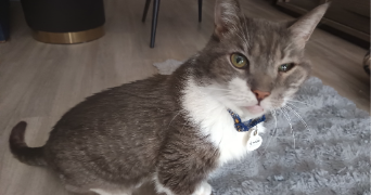 catherine pet sitter à ELANCOURT 78990_6