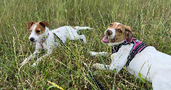 mélissande pet sitter à ST ETIENNE DE CHIGNY 37230_1