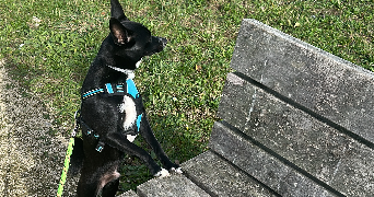 aline pet sitter à LE PETIT QUEVILLY 76140_6